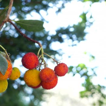 Arbutus Unedo, Jahodovec obyčajný (Litchi) ´PEACE AND LOVE´, kont. C5L, výška: 170-190 cm (-16°C) - NA KMIENKU
